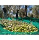 RETE TELO RACCOLTA OLIVE ANTISPINA 85/90 gr/mq TENDA senza spacco OLIO 4x8 mt