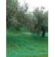 RETE TELO RACCOLTA OLIVE ANTISPINA 85/90 gr/mq TENDA senza spacco OLIO 4x8 mt