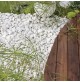 ZANDOBBIO Ciottoli Marmo Bianco Carrara d. 25/40 mm per aiuole e giardini kg.20